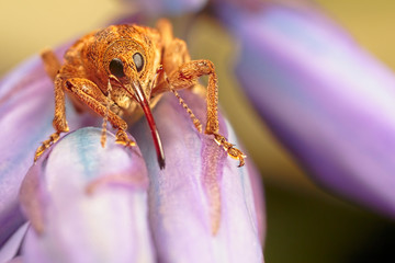 Nut weevil on bluebells