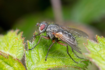 fly on leaf