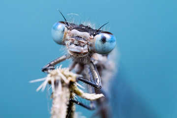 Damselfly faceshot against blue background