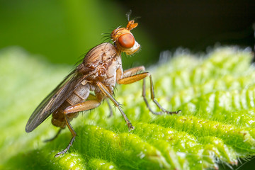 fly on leaf