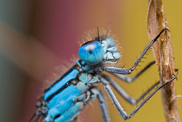 Common Blue Damselfly