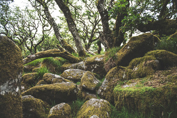 Fototapeta na wymiar Wistmans Wood Forest in Dartmoor National Park