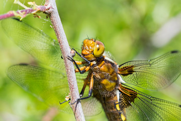 Broad-bodied Chaser Dragonfly