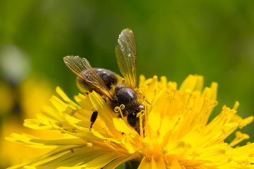 a bee plunged into a flower in search of nectar