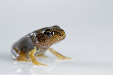 frog isolated on white background