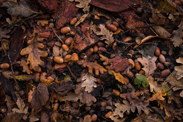 Autumn background of acorns, bark and leaves collected under an oak tree