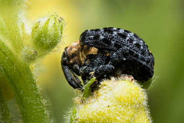 Cionus scrophulariae Weevil