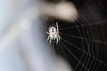 Spider in its natural environment