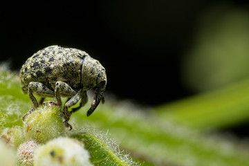 Cionus hortulanus Weevil