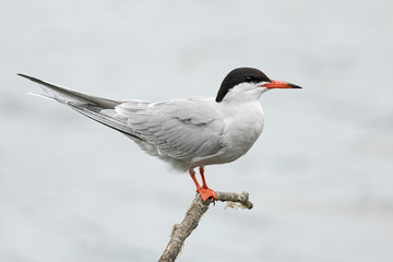Tern 