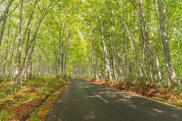 Towada Hachimantai National Park in early autumn