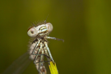 Azure Damselfly