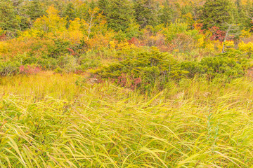 Towada Hachimantai National Park in early autumn