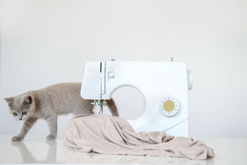 close up photo of a gray kitten playing near a white sewing machine