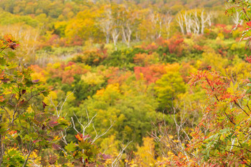 Fototapeta premium Towada Hachimantai National Park in early autumn
