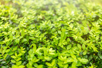 Green foliage with drops of water after rain.