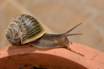 Caracol