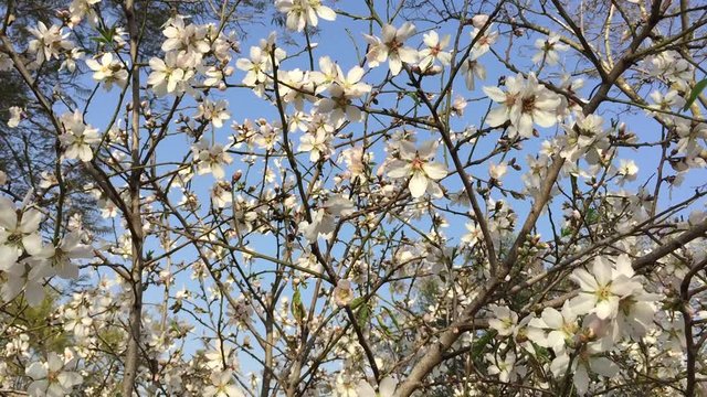 Almonds Orchard, white flowers with bees