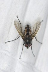 Mosca