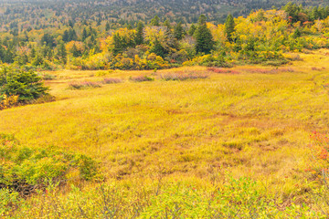 Fototapeta premium Towada Hachimantai National Park in early autumn