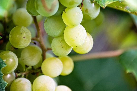 Selective focus on bunches of ripe white wine grapes on vine. Close-up image of fresh grapes hanging on vine ready to harvest. Blurred background. Copy space. Winery process. Healthy fruit concept.