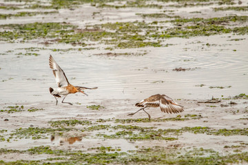 Black-Tailed Godwits Chasing Each Other in a Marsh