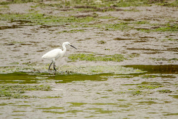 Little Egret Hunting in Wicklow Wetlands