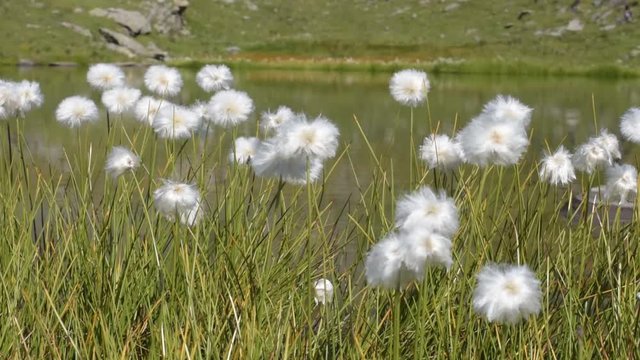 woolen grass on alpine meadow, on background small lake, soft focus