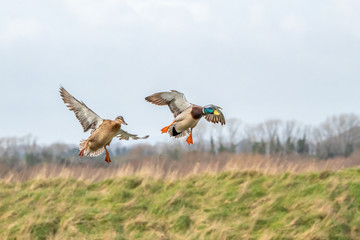 Female and Male Mallard Ducks Taken to Flight