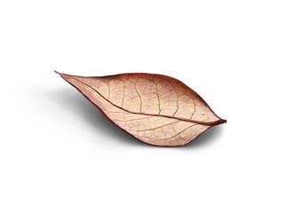 Rustic autumn golden red and brown leaves showing the veins of the leaf isolated on a white...