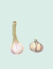 Raw garlic with segments isolated on light background.​​​​​​​ Hand drawn watercolor painting. Botanical illustration. Realistic style. Organic Food Vegetarian Ingredient.