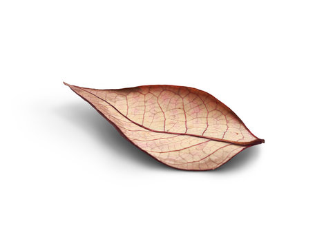 Rustic autumn golden red and brown leaves showing the veins of the leaf isolated on a white background.