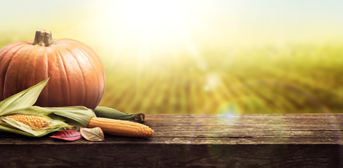Thanksgiving celebration table of pumpkins and corn in the sunshine with golden fields in the...