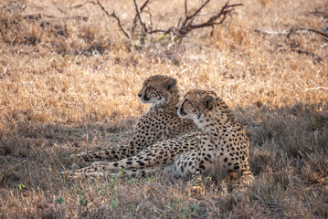 A pair of cheetahs (Acinonyx jubatus)  relaxing in the shade of a tree in Mala Mala Game Reserve, Mpumalanga, South Africa
