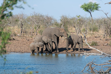A family of elephants with youngster at a lake drinking in the morning in South Africa