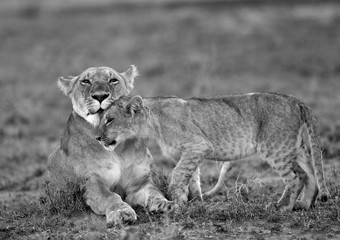 Lioness caress with cub at Masai Mara, Kenya