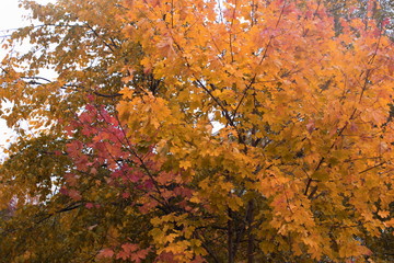 Fototapeta na wymiar Image of maple with autumn yellow-red leaves