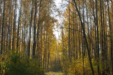 Image of autumn birch grove and path through