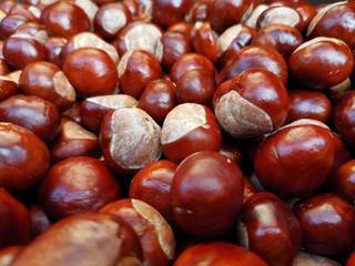 Fresh chestnut in red brown and white