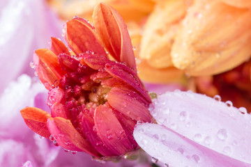 Obraz na płótnie Canvas chrysanthemum flower and water drops in macro lens shot small DOF