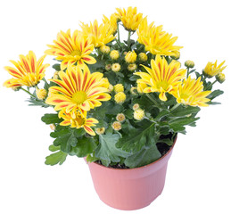yellow chrysanthemum flower in the terracotta pot isolated on white background in macro lens shot