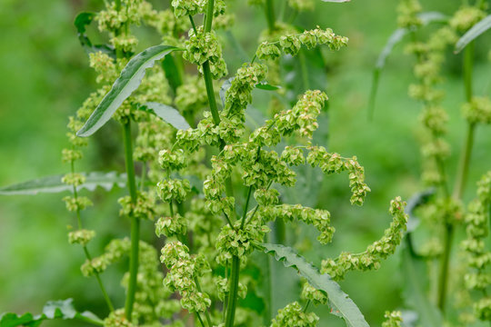 Fresh green organic leaves of Rumex patientia, known as patience dock, garden patience, herb patience, or monk's rhubarb, in a traditional vegetables garden in a summer day, selective focus
