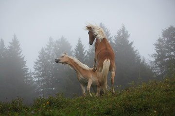 Kämpfende Hengste auf der Alm