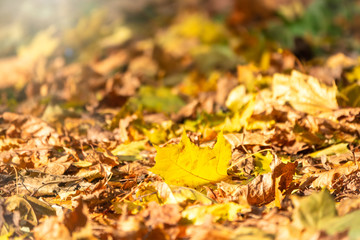 Orange and yellow fallen leaves in the sunlight.