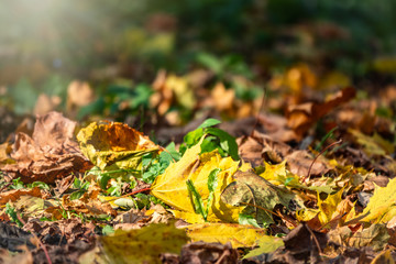 Orange and yellow fallen leaves in the sunlight.