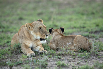 Naklejka na ściany i meble Lioness caress with cub at Masai Mara, Kenya