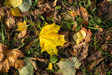 Orange and yellow fallen leaves in the sunlight.