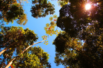 Atlantic Rainforest near Paraty, Brazil