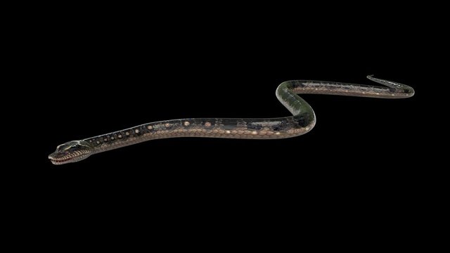 The realistic snake animation moving loop on the black floor with 3d rendering include alpha png format movie clip.