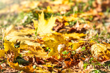Orange and yellow fallen leaves in the sunlight.